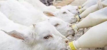 新生羔羊的注意事項(xiàng)