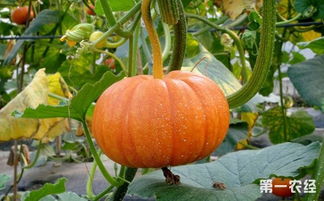 我的世界種南瓜注意事項,種南瓜的注意事項,南瓜喂豬注意事項