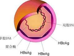乙肝肝功能不正常注意事項