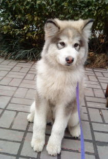 阿拉斯加飼養(yǎng)注意事項(xiàng),阿拉斯加飲食注意事項(xiàng),阿拉斯加幼犬注意事項(xiàng)