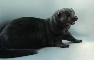 水貂,交配,注意事項