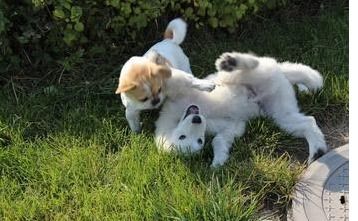 有什么,孕期,養(yǎng)狗,注意事項(xiàng)