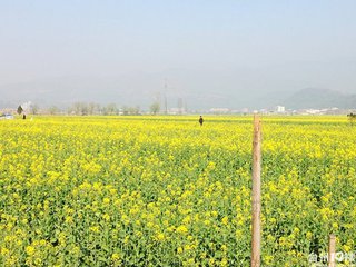 油菜花,注意事項