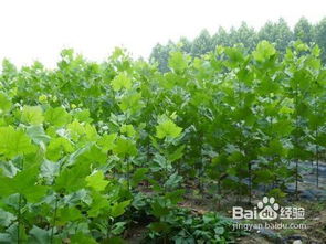 移栽后桔子樹(shù)注意事項(xiàng)