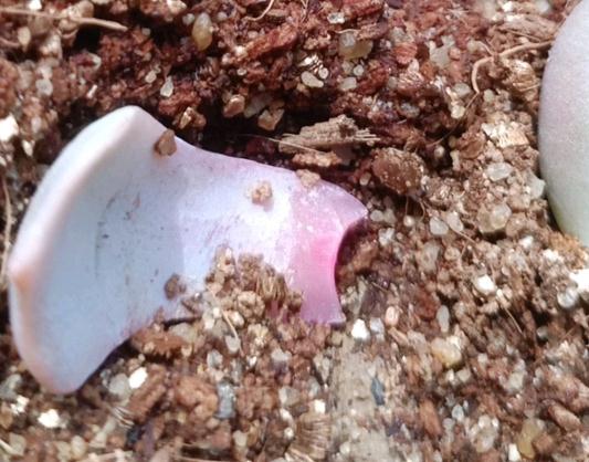 多肉葉片出芽注意事項