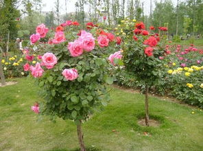 樹狀,月季,春季,注意事項(xiàng)