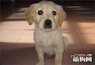 溜金毛的注意事項(xiàng)