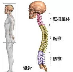 脊椎半脫位注意事項