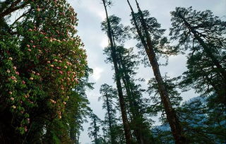 注意事項(xiàng),方法,杜娟,花移殖
