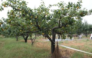 給果樹(shù)打藥的注意事項(xiàng)