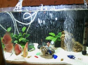 養(yǎng)魚,注意事項(xiàng),花園