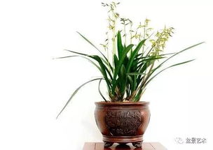 金邊,盆栽,種植,注意事項(xiàng)