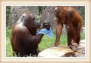 動物園,注意事項(xiàng),約會