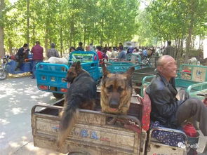 領(lǐng)養(yǎng)成年狗狗注意事項,領(lǐng)養(yǎng)成年泰迪的注意事項,領(lǐng)養(yǎng)成年藍(lán)貓注意事項