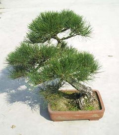 五針?biāo)傻酿B(yǎng)殖方法和注意事項(xiàng)