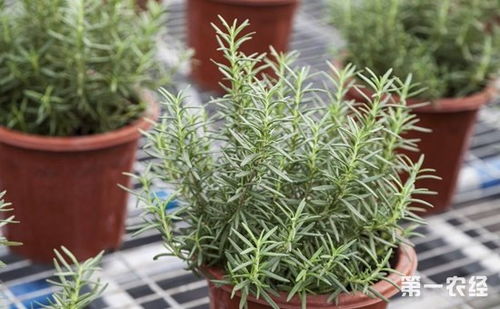 迷迭香養(yǎng)殖注意事項,迷迭香的養(yǎng)殖方法和注意事項,迷迭香冬季養(yǎng)殖注意事項