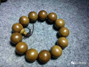 移栽,楠木,注意事項(xiàng)