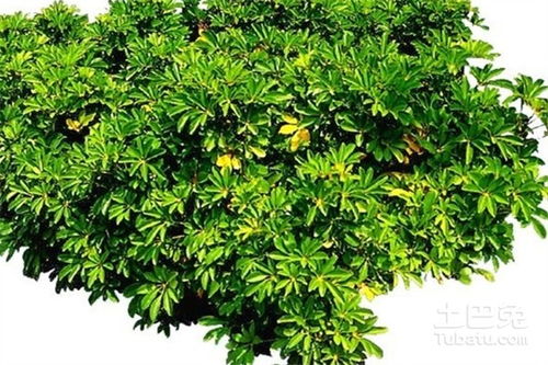 鵝掌木怎么養(yǎng)殖方法和注意事項