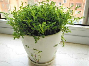 幸福草的養(yǎng)殖方法和注意事項(xiàng)