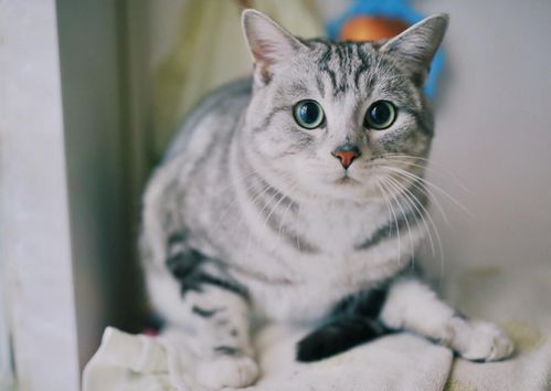 注意事項(xiàng),美短貓