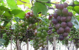 葡萄派爾多液注意事項(xiàng)