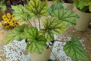 礬根的養(yǎng)殖方法和注意事項