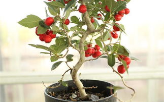 吃山楂的注意事項,炮制山楂的注意事項,山楂果凍制作的注意事項