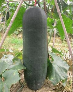 冬瓜,種植,注意事項(xiàng),bei62f