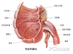 闌尾炎開刀注意事項開好以后要注意什么,闌尾炎開刀后注意事項,闌尾炎開刀前注意事項