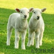 公羊去勢手術(shù)注意事項,公貓去勢注意事項,去勢術(shù)注意事項