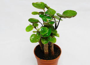 圓葉福祿桐的養(yǎng)殖方法和注意事項(xiàng)