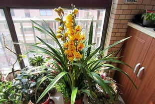 蕙蘭開花前注意事項