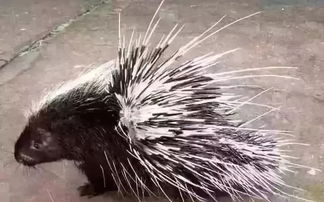 豪豬,產(chǎn)子,注意事項(xiàng)