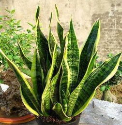 虎尾蘭的養(yǎng)殖方法和注意事項(xiàng),虎尾蘭養(yǎng)殖方法和注意事項(xiàng)大全,虎尾蘭的水培養(yǎng)殖方法和注意事項(xiàng)