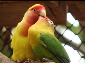 大頭鸚鵡飼養(yǎng)注意事項,鸚鵡新手飼養(yǎng)注意事項,黃桃鸚鵡飼養(yǎng)注意事項