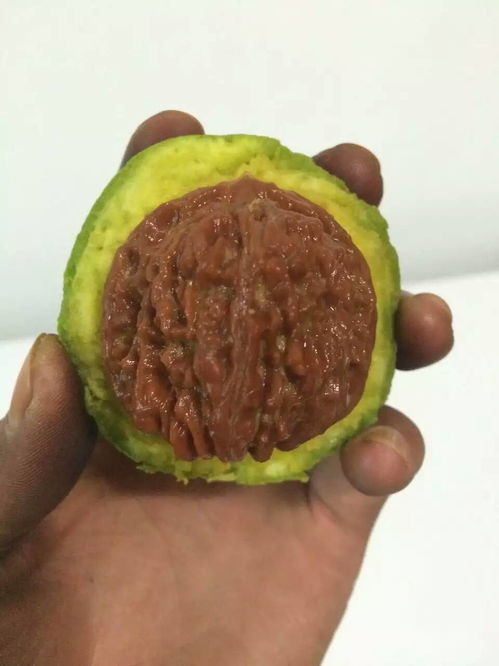 青皮核桃文玩注意事項(xiàng)