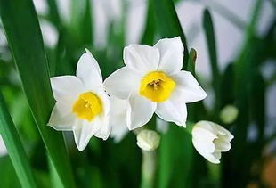 水仙換水注意事項(xiàng),雕刻水仙的注意事項(xiàng),水仙水培方法和注意事項(xiàng)