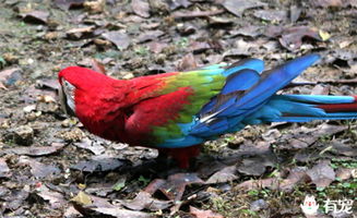 牡丹鸚鵡孵化期間注意事項(xiàng),鸚鵡孵化期間注意事項(xiàng)人工,迷你鸚鵡孵化注意事項(xiàng)