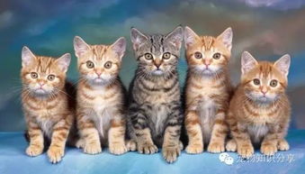 貓咪,注意事項(xiàng),洗澡,夏天