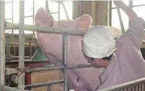 炭疽桿菌采集病料注意事項,采取病料的注意事項,傳染病病料的取材注意事項