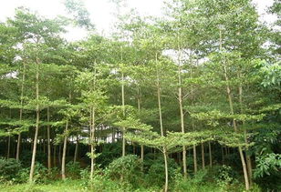 移植小葉欖仁注意事項(xiàng)