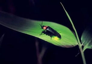 螢火蟲注意事項(xiàng)