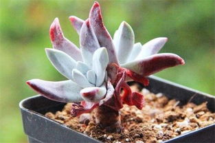 小仙女養(yǎng)殖方法和注意事項(xiàng)