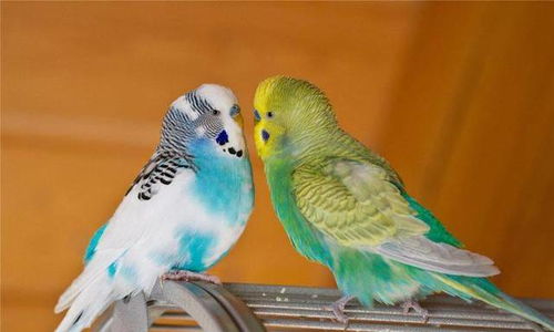 手養(yǎng)鸚鵡注意事項(xiàng)