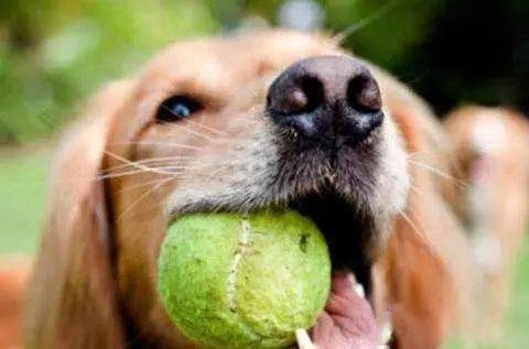 狗狗破腹產(chǎn)后注意事項,養(yǎng)狗狗的注意事項,狗狗生理期注意事項