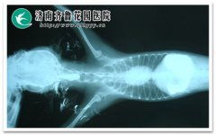 做醫(yī)學(xué)造影前后注意事項(xiàng)