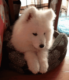 薩摩打完疫苗注意事項,薩摩打疫苗時間,養(yǎng)薩摩注意事項