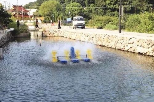 魚塘安全注意事項(xiàng),魚塘殺蟲注意事項(xiàng),新魚塘養(yǎng)魚注意事項(xiàng)