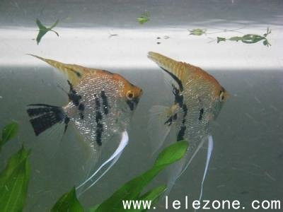 燕魚繁殖注意事項(xiàng)