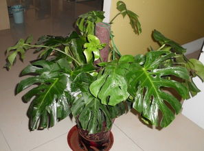 引種,注意事項,植物